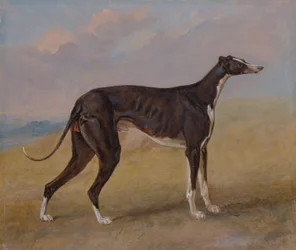 Turk, un lévrier, propriété de George Lane Fox